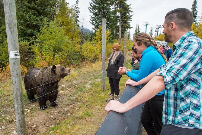 Discover Grizzly Bears From Banff - Scenic Stops and Natural Wonders