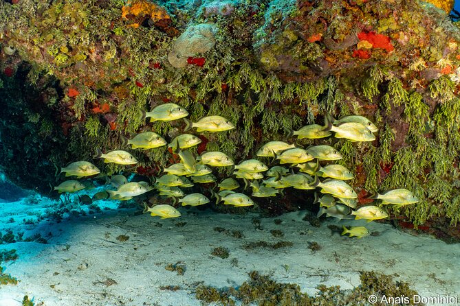 Discover Scuba Diving at Cozumel Marine Park - Common Questions