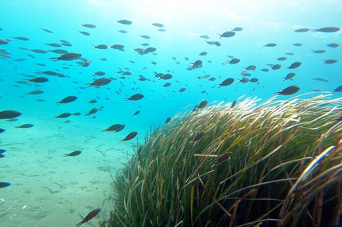 Discover Scuba Diving Experience in Nea Makri - Authenticity of Reviews