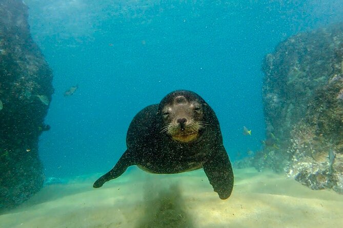 Discover Scuba Diving for Beginners With MANTA in Cabo San Lucas - Common Questions