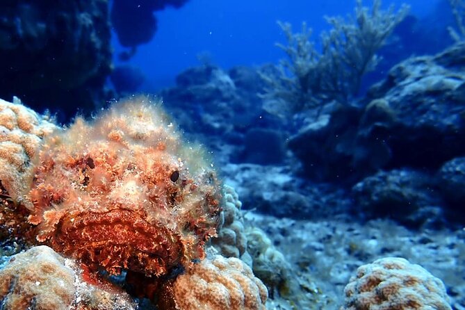 Discover Scuba Diving in Cozumel - Weather and Minimum Traveler Requirements