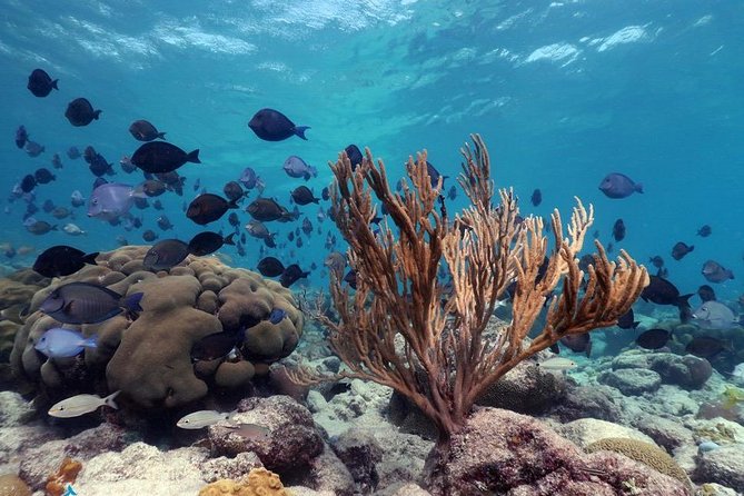 Discover Snorkeling Tour Mangel Halto & Baby Beach - Booking and Cancellation Policy