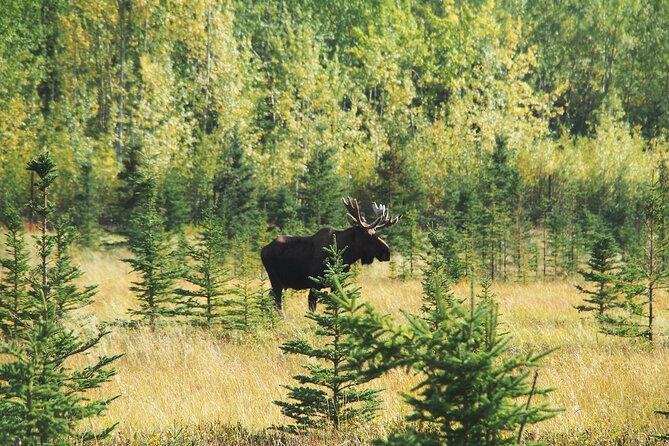 Discover Whitehorse With Northern Lights and Yukon Wildlife Tour - How to Book and Prepare