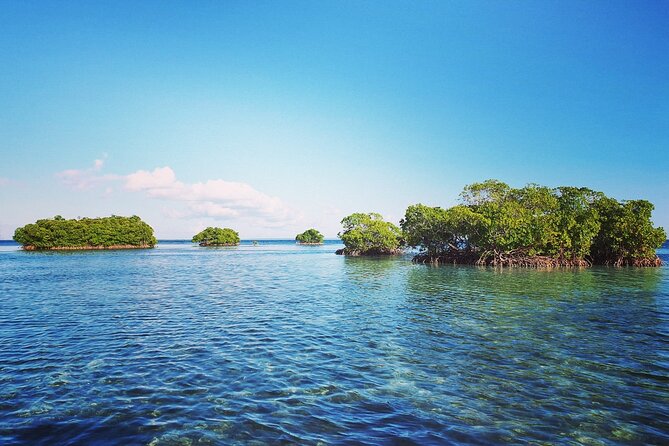 Discovery by Boat of the Mangrove and Its Lagoon in 7 Stages Including 4 Swimming - Final Stage and Return Journey