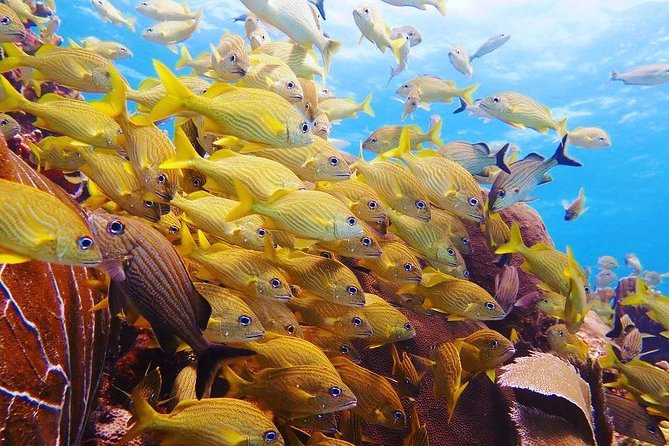 Diving in Cancun Underwater Museum of Art - The Sum Up