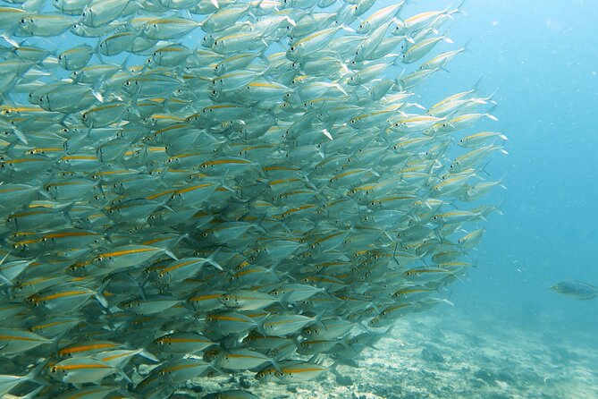 Diving in Koh Tao - Common Questions