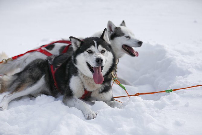 Dogsled Adventure in Mont-Tremblant - Important Information for Participants