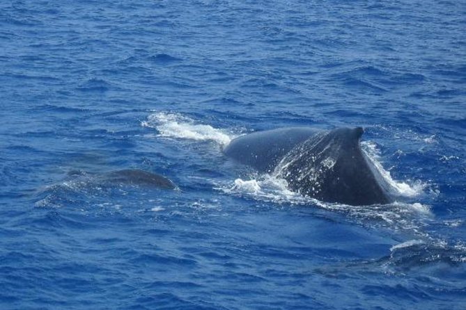 Dolphin and Whales Watching Cruise From Puerto Rico De Gran Canaria - Common Questions