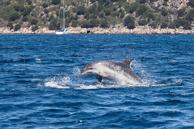 Dolphin Area Tour Small Group_ Guided Tour - Booking Information