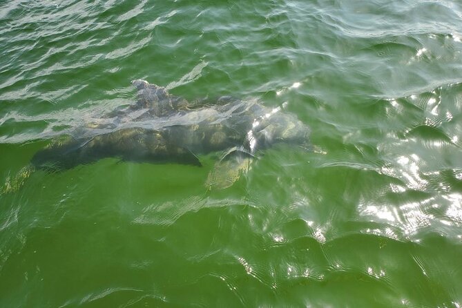 Dolphin Tour & Inshore Fishing Adventure (Flowing Water Charters) - Directions