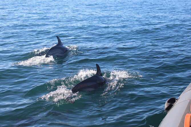 Dolphin Watching 2 Islands Tour - From Faro - The Sum Up