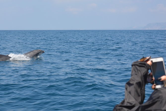 Dolphin Watching and Boat Tour in Sesimbra - The Sum Up
