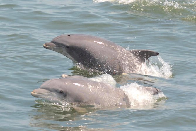 Dolphin Watching Around Cape May - Traveler Reviews and Feedback