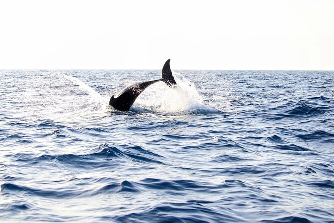 Dolphin Watching by Boat - Cancellation Policy and Weather Dependence