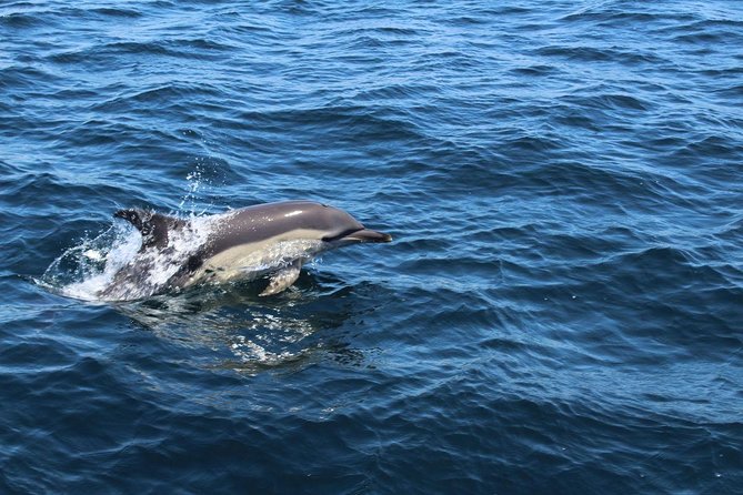 Dolphin Watching From Lagos - Cancellation Policy