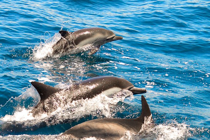 Dolphin-Watching in Marina De Lagos - Good To Know