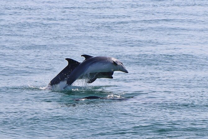Dolphin Watching Tour by Catamaran From Lisbon - Directions