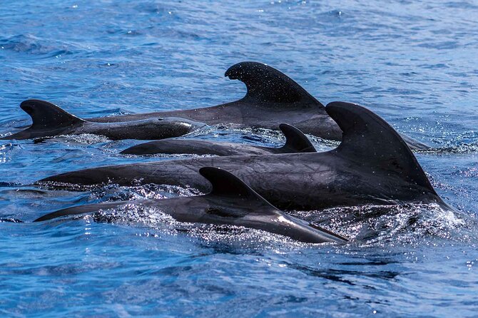 Dolphin - Whale - Turtle - Bird Watching - Additional Wildlife Watching Opportunities