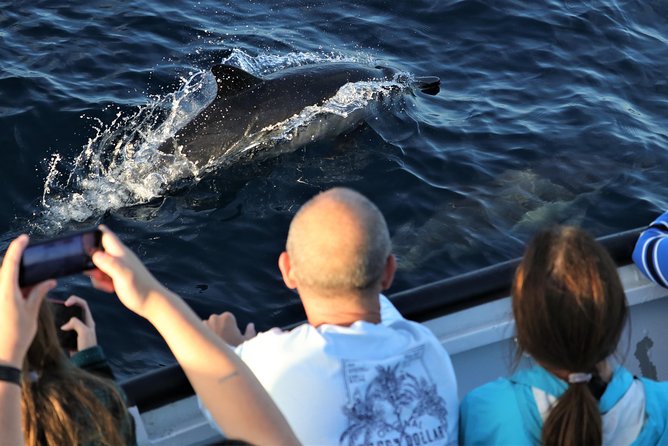 Dolphin & Whale Watching Sunset Cruise - Miscellaneous Details