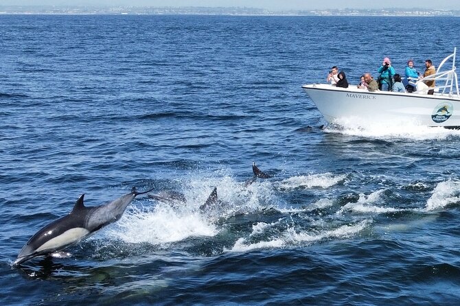 Dolphin & Whale Watching - Background