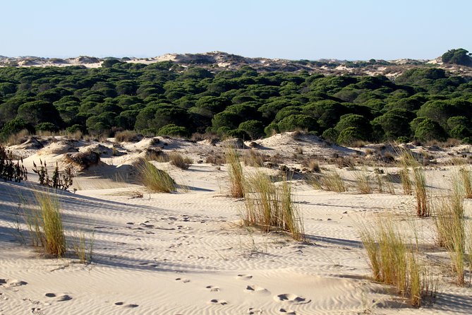 Donana National Park in Two Days From Seville - Directions