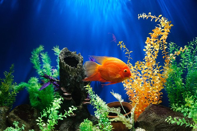 Dubai Aquarium and Underwater Zoo Admission Ticket - Reviews and Ratings