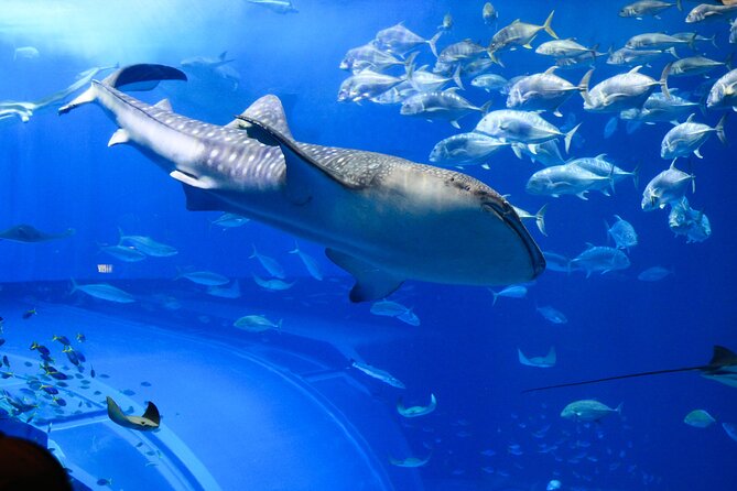 Dubai Aquarium and Underwater Zoo - Customer Reviews