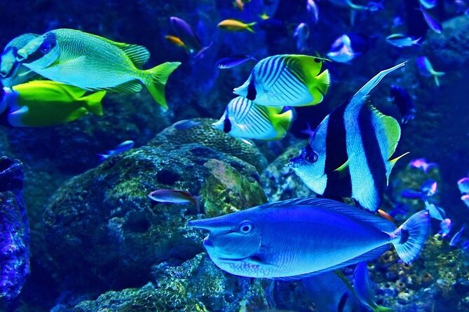 Dubai Aquarium With Glass Bottom Boat Tour - Free Cancellation Policy