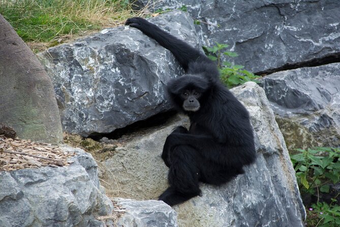 Dublin Zoo Skip-the-line Tickets and Private Transfers - Common Questions