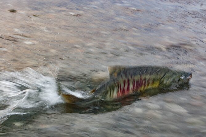 Eagle Preserve Float Trip in Haines - How to Prepare for the Float Trip