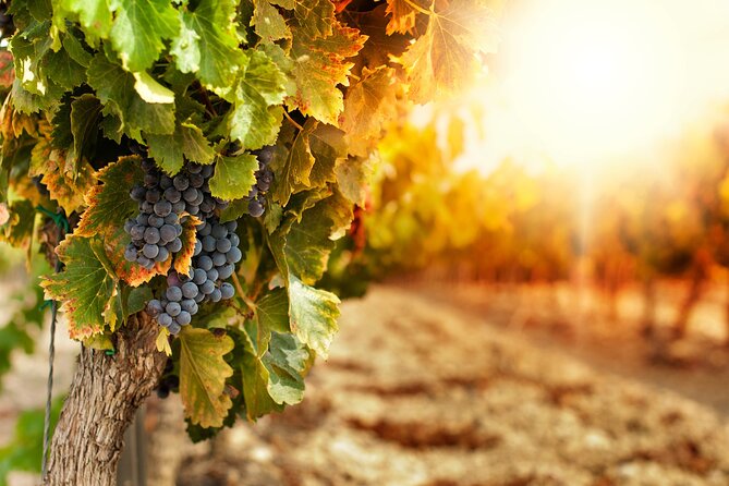 East Kelowna Half-Day Guided Wine Tour With 4 Wineries - Common Questions