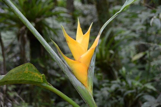 El Yunque National Forest Half Day Tour - Visitor Experiences