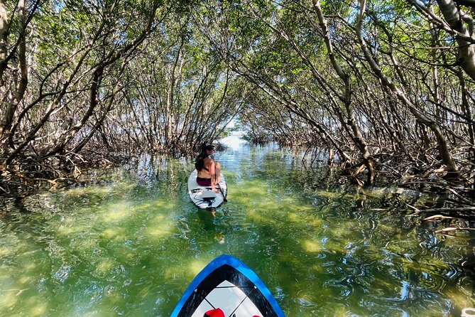Electric Paddle Board Dolphin Watching Tour of Shell Key Preserve - Directions