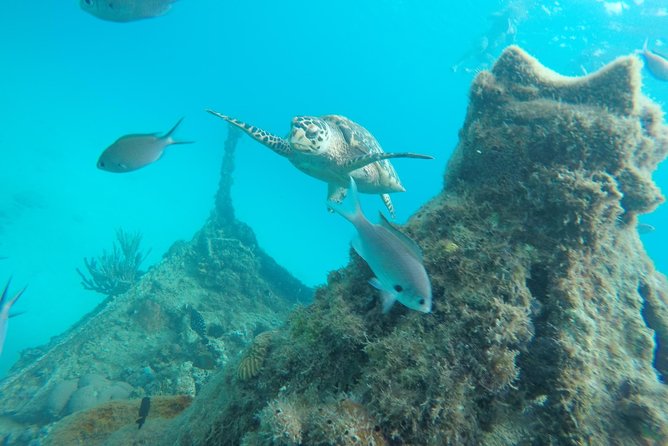 Elegance Catamaran Cruises Sailing Lunch Snorkel and Swim Excursion - Questions and Assistance