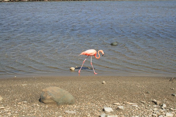 Enjoy a Private Tour of Bonaire Island in the Caribbean Sea  - Kralendijk - Reviews and Ratings