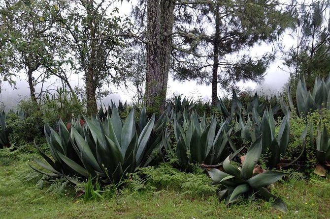 Epic Hike on Ancient Trail, Sierra Norte - Common Questions