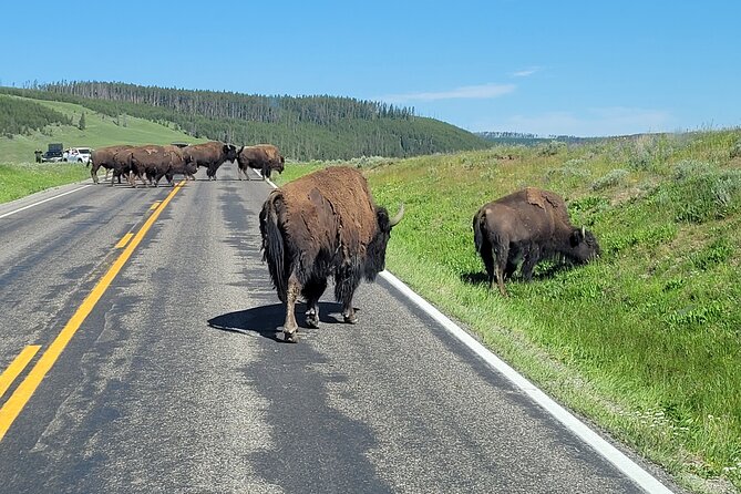 Epic Yellowstone Private Tour - Reviews