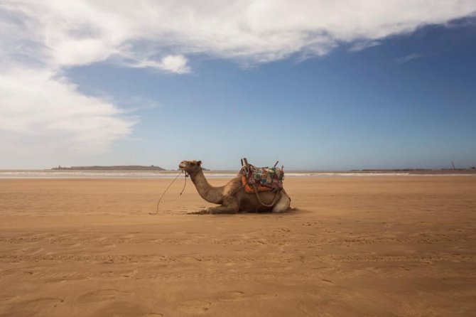 Essaouira Full Day Trip - Traveler Photos and Reviews