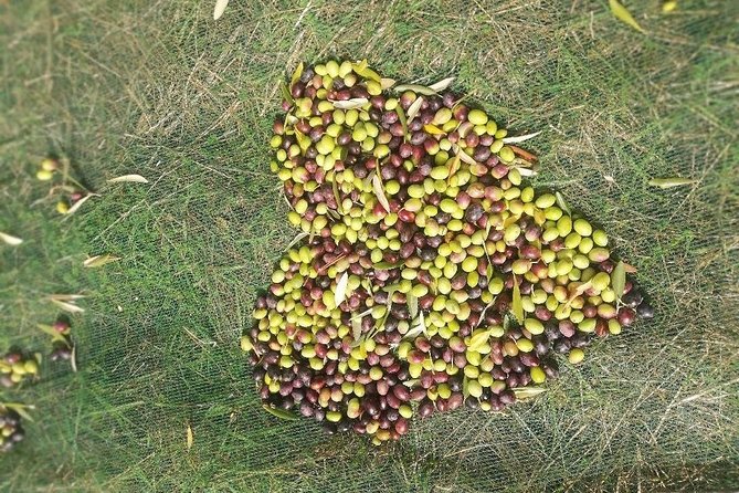 Extra Virgin Olive Oil Experience - Convenient Meeting Point