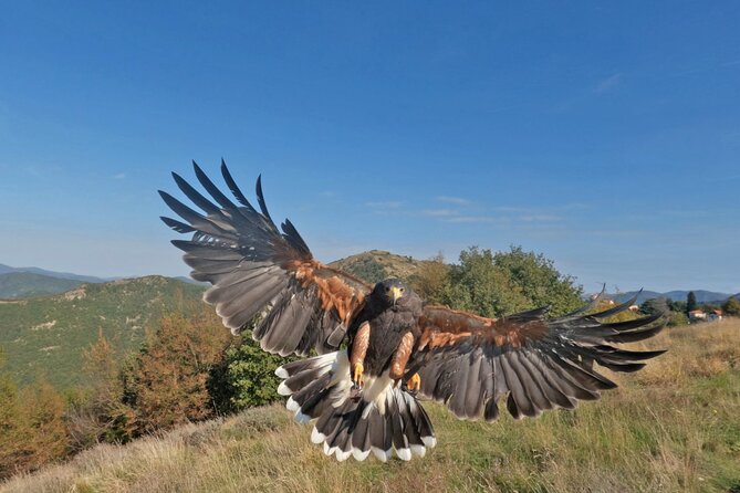 Falconry Experience in Tuscany - Physical Fitness Level Recommendation