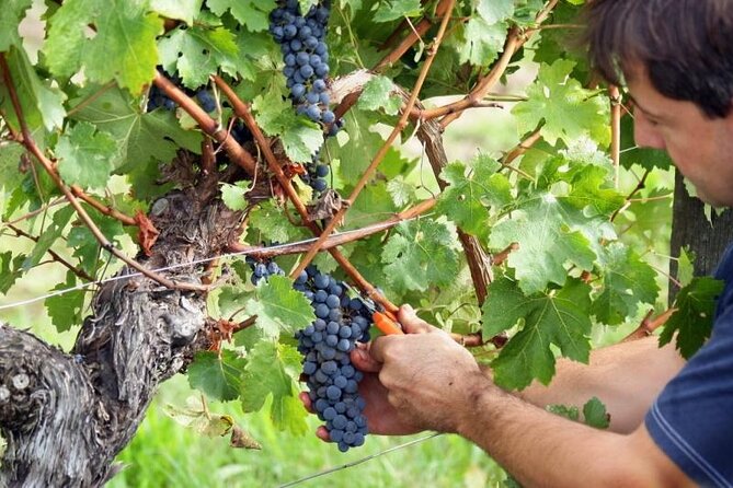 Food & Wine Tour: 11- Course Lunch, Cooking Class, Wine Tasting - Common Questions