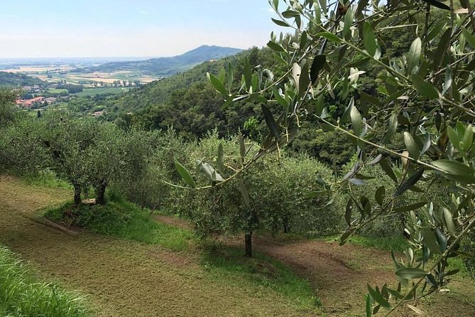 From Abano Montegrotto Olive Oil & Wine in the Euganean Hills - Common Questions