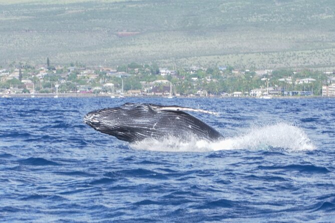 From Maalaea Harbor: Whale Watching Tours Aboard Winona Catamaran - Cancellation Policy