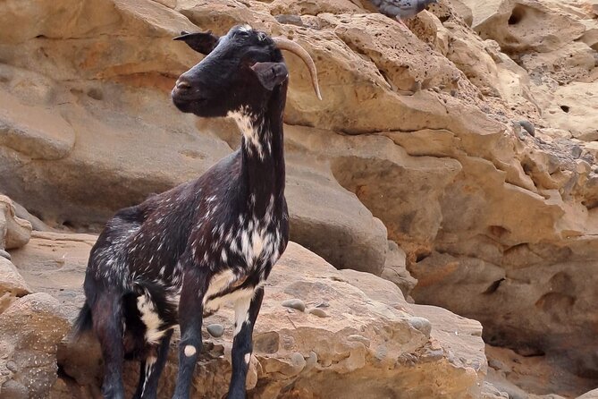 Fuerteventura: SIGHTSEEING Guided Island Group Tour. R30 - Common Questions