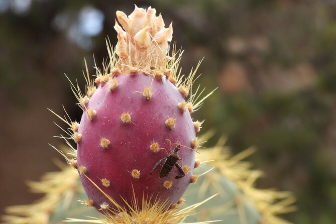 Full Day Hike in Joshua Tree National Park - Meeting Locations