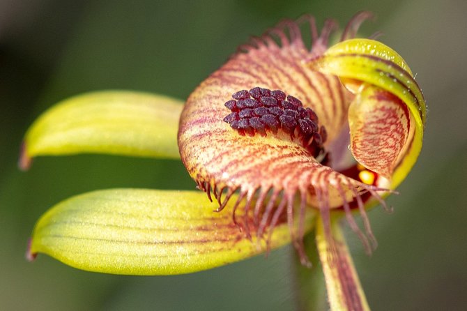 Full-Day Perth Flower Photography Excursion - Questions and Booking