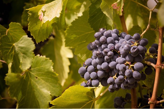 Full Day Pont Du Gard, Orange Theatre, Wine Tour From Avignon - Tour Logistics