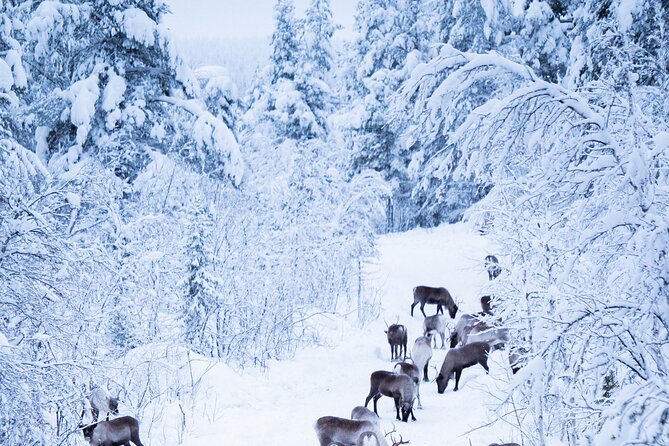 Full-Day Reindeer Tour With Pickup in Kiruna - Tour Highlights and Practical Information