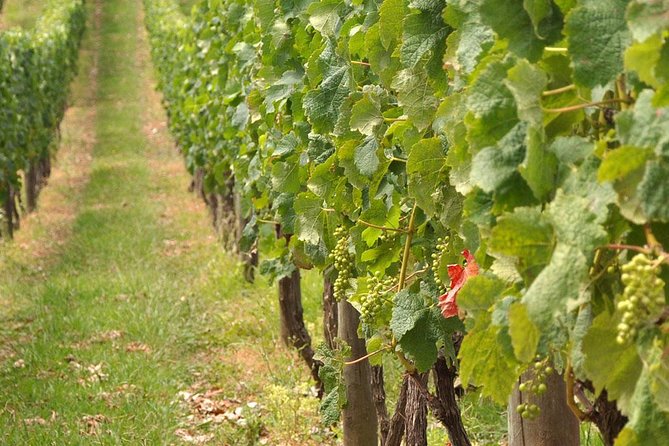 Full Day Small Group Pompeii Tour From Sorrento With Local Wine Tasting - Tour Overview and Highlights