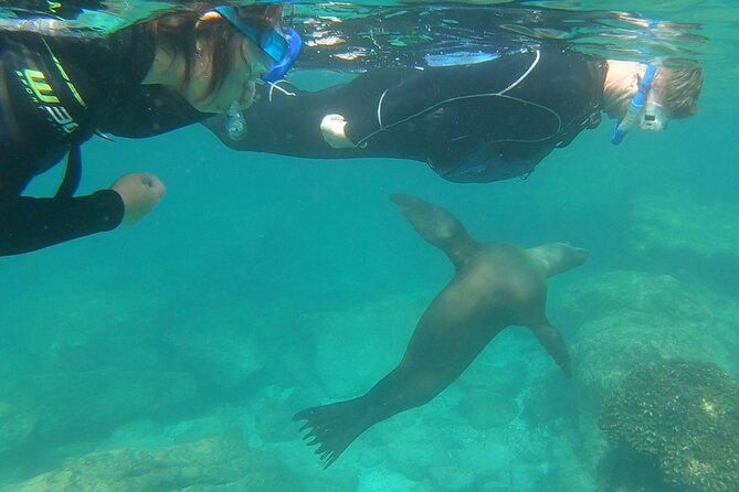 Full Day Snorkel and Swim With Sea Lions & Whale Sharks in La Paz - Common Questions